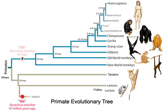 Human Evolution Tree Chart