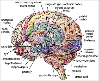 The Brain On Love