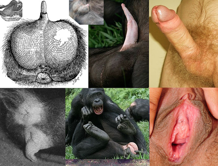 Gorila Sex With Women - Girl having sex with gorilla - Bondage - educationfuturism.com