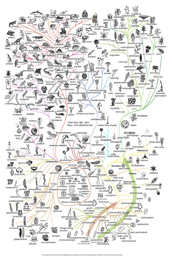 Darwin S Theory Of Evolution Chart Pearson