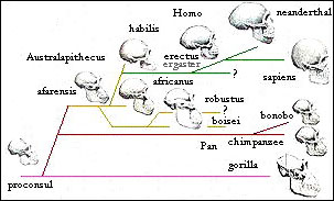 Image result for evolutionary chart of man to apes - Homo erectus 